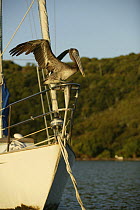 Pelican (Pelecanus sp) on bow of cruising yacht, British Virgin Islands, January 2004.