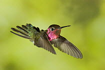 Anna's hummingbird {Calypte anna} in flight, southern Arizona, USA.