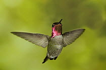 Anna's hummingbird {Calypte anna} in flight, southern Arizona, USA.
