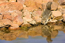 Harris's Antelope Squirrel (Ammospermophilus harrisii) drinking from a water hole, Southern Arizona, USA. Endangered.