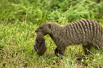 Banded mongoose {Mungos mungo} carrying young, Serengeti NP , Tanzania.