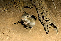 Banner-tailed kangaroo rat {Dipodomys spectabilis} outside its den. captive, Southern Arizona, USA.