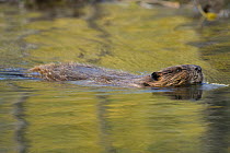 American beaver {Castor canadensis} swimming across lake, Denali NP, Alaska, USA