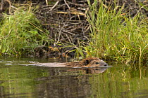 American beaver {Castor canadensis} swimming in lake, Denali NP, Alaska, USA