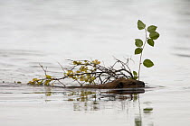 American beaver {Castor canadensis} swimming across lake dragging branch in its mouth, Denali NP, Alaska, USA