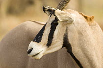 Beisa oryx {Oryx beisa} Samburu NP, Kenya.