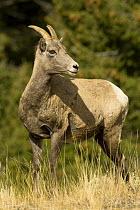 Bighorn sheep {Ovis canadensis} Yellowstone NP, Wyoming, USA.