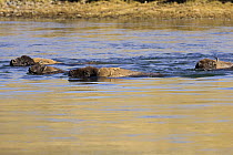 American bison {Bison bison} adults and young swimming across river in Yellowstone NP, Arizona, USA.