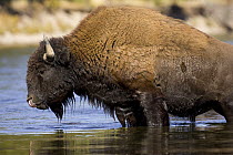 American bison {Bison bison} standing in river, Yellowstone NP, Arizona, USA.