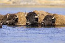 American bison {Bison bison} swimming across river in Yellowstone NP, Arizona, USA.