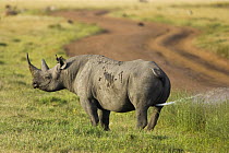 Black rhinoceros {Diceros bicornis} male marking its territory with urine, scent marking, Masai Mara GR, Kenya.