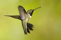 Black-chinned hummingbird {Archilochus alexandri} hovering, southern Arizona, USA.