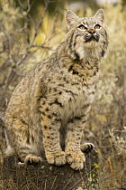 Bobcat {Lynx rufus} sitting, looking up, controlled situation, captive, Montana, USA.