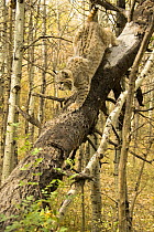 Bobcat {Lynx rufus} climing down tree trunk, controlled situation, captive, Montana, USA.