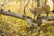 Bobcat {Lynx rufus} in woodland, controlled situation, captive Montana, USA.