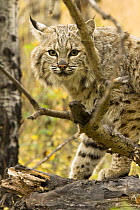Bobcat {Lynx rufus} in woodland, controlled situation, captive, Montana, USA.
