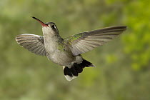 Broad-billed hummingbird {Cynanthus latirostris} hovering, SW Arizona, USA.