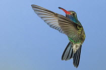 Broad-billed hummingbird {Cynanthus latirostris} hovering, SW Arizona, USA.