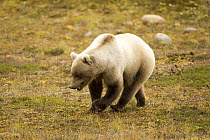 Brown bear {Ursus arctos} blonde colouration, Katmai NP, Alaska, USA