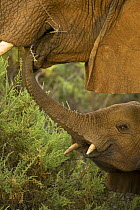 African elephant {Loxodonta africana} baby with trunk in mother's mouth, Samburu NP, Kenya