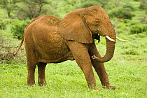 African elephant {Loxodonta africana} female stretching while feeding, Samburu NP, Kenya