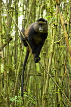 Golden monkey {Cercopithecus mitis kandti} amongst bamboo, Virunga Mountians, Western Rwanda, Endangered