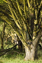 Leopard {Panthera pardus} cub in Baobob tree, Lake Nakuru NP, Kenya