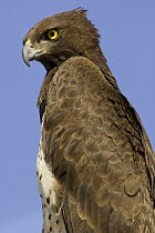 Martial eagle {Polemaetus bellicosus} perched, Samburu NP, Kenya