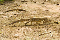 Savannah monitor lizard {Varanus exanthematicus} walking across barren soil in Samburu NP, Kenya