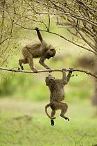 Two young Olive baboons {Papio anubis} playing with each other in the Upper Masai Mara GR, Kenya