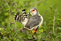 African pygmy falcon {Polihierax semitorquatus} perched, Samburu reserve, Kenya