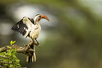 Red-billed hornbill {Tockus erythrorhynchus} courtship display, Samburu reserve, Kenya