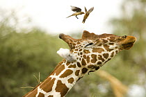 Reticulated giraffe {Giraffa camelopardalis reticulata}shaking off Red-billed oxpecker {Buphagus erythrorhynchus} Samburu reserve, Kenya, Note white ear of the giraffe