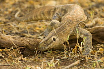 Savannah monitor lizard {Varanus exanthematicus} Samburu reserve, Kenya