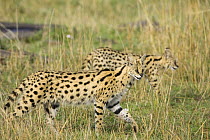 Serval {Felis / Leptailurus serval} female and young hunting for rodents, Masai Mara GR, Kenya