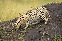Serval {Felis / Leptailurus serval} sniffing ground, Masai Mara GR, Kenya