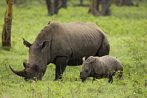 White rhinocerous {Ceratotherium simum} mother and baby grazing in field, Lake Nakuru NP, Kenya
