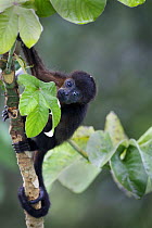 Black howler monkey (Alouatta caraya) baby, rainforest, Soberania NP, Panama, November