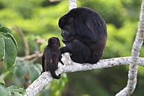 Black howler monkey (Alouatta caraya) adult with baby, Soberania NP, Panama, November