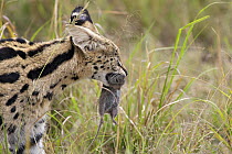 Serval (Felis / Laptailurus serval) carrying rodent prey, Masai Mara, Kenya, Africa
