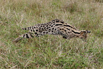 Serval (Felis / Laptailurus serval) hunting, Masai Mara, Kenya, Africa