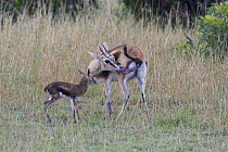 Thomson's gazelle (Eudorcas / Gazella thomsoni) eating afterbirth, with newborn baby, Masai Mara, Kenya