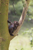Olive baboon (Papio anubis) baby sititng in tree, Lake Nakuru NP, Kenya