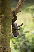 Olive baboon (Papio anubis) baby hanging from a tree, Lake Nakuru NP, Kenya