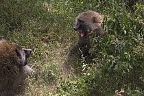 Olive baboons (Papio anubis) fighting, Lake Nakuru NP, Kenya