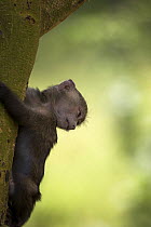 Olive baboon (Papio anubis) baby hanging to the side of a tree, Lake Nakuru NP, Kenya