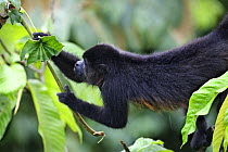 Black howler monkey (Alouatta caraya) stretching to reach leaves to eat in the rainforest, Soberania NP, Panama