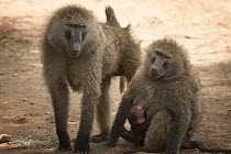 Hamadryas baboon (Papio hamadryas) family,  Lake Nakuru NP, Kenya