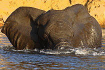 African elephant (Loxodonta africana) swimming across the Zambezi River, Chobe NP, Botswana