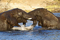 Two African elephants (Loxodonta africana) playing in the Zambezi River, Chobe NP, Botswana